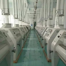 500吨新厂诚聘面粉行业精英 共谱发展新篇章